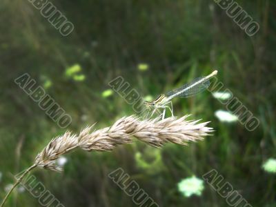 dragonfly sitting on the spikelet