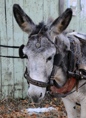 Portrait of Gray Donkey