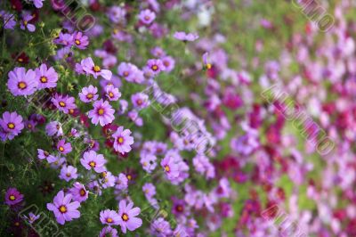 Beautiful flowers cosmos