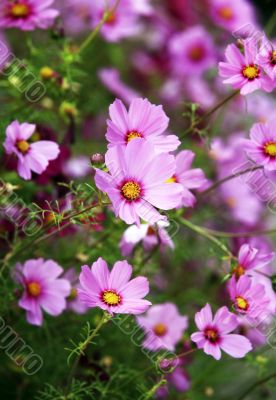 Beautiful flowers cosmos