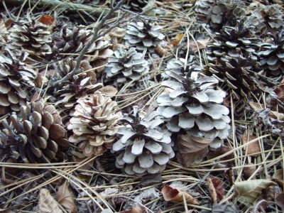 cones in the forest