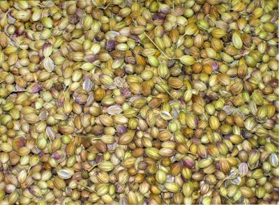 coriander seeds coriander seeds