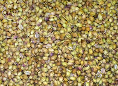 coriander seeds