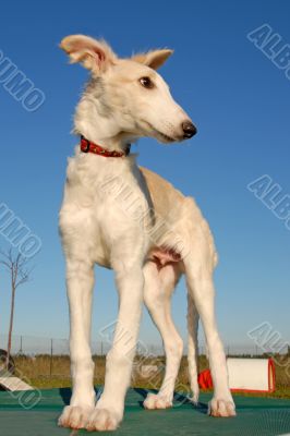 Russian Borzoi dog Russian Borzoi dog