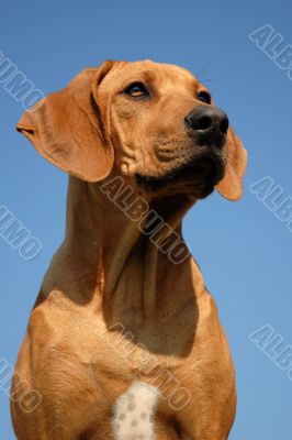 rhodesian ridgeback rhodesian ridgeback