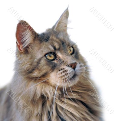 maine coon maine coon