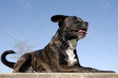 staffordshire bull terrier