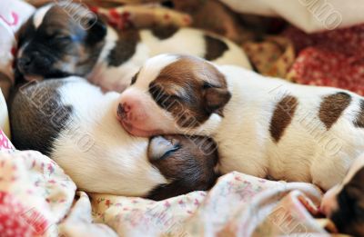 puppy jack russel terrier puppy jack russel terrier