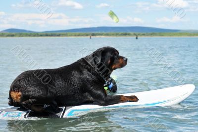 rottweiler and windsurf