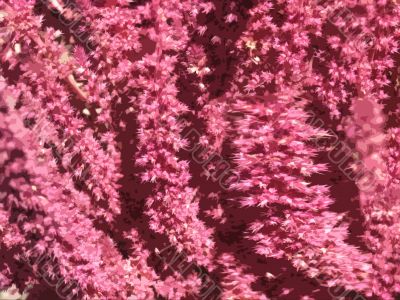 pink background with flowers