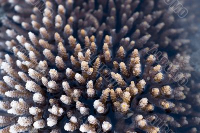 Acropora Coral 