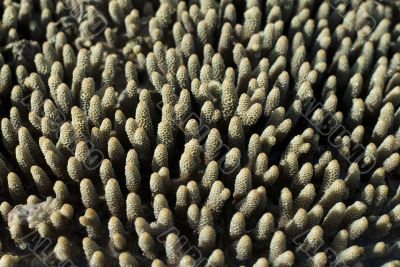 Acropora millipora coral fingers