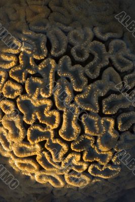 Stony Coral Scleractinia