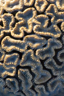 brain coral, Flavia SP