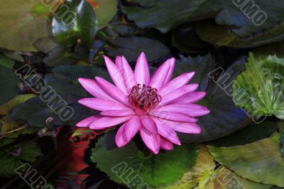 Tropical flower Tropical flower
