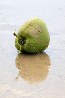 Coconut on the beach