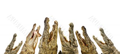 alligators with open mouths alligators with open mouths