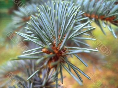 Fir branch green and blue. Summertime forest Fir branch green and blue. Summertime forest