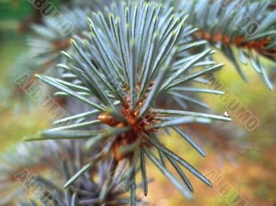 Fir branch green and blue. Summertime forest