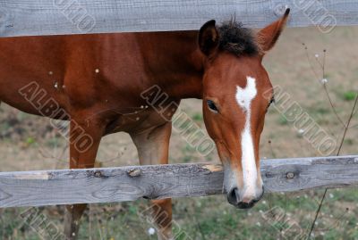 Chestnut Horse Looks out from Enclosure