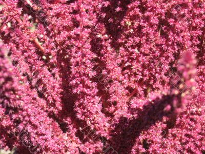 pink background with flowers