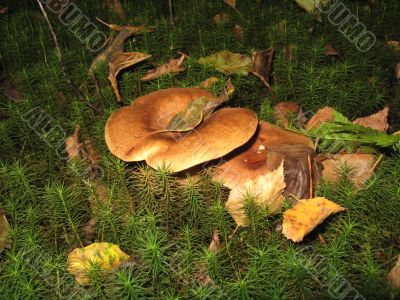 mushrooms in the moss