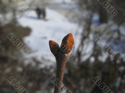 New nipple on the winter tree. February New nipple on the winter tree. February