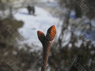 New nipple on the winter tree. February