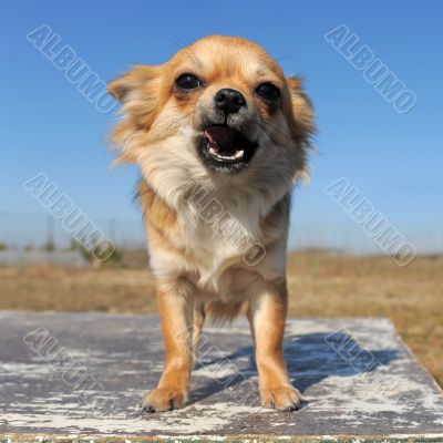growling chihuahua