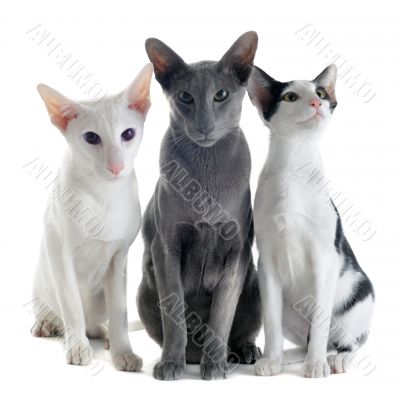 three oriental cats