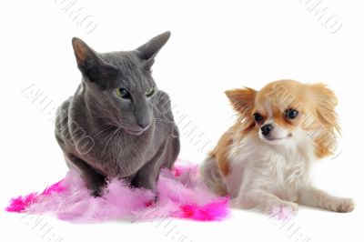 oriental cat and chihuahua