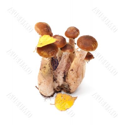 Armillaria.