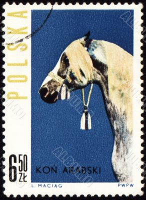 Arabian horse on post stamp