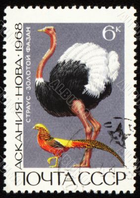 Ostrich and golden pheasant on post stamp