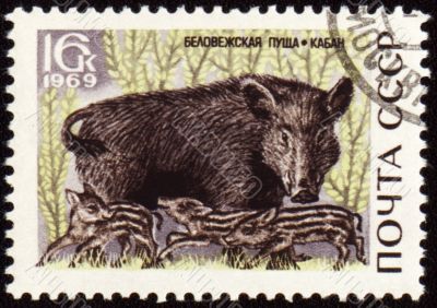 Wild boar on post stamp Wild boar on post stamp