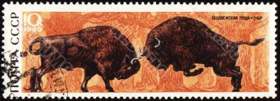 Two bisons on post stamp
