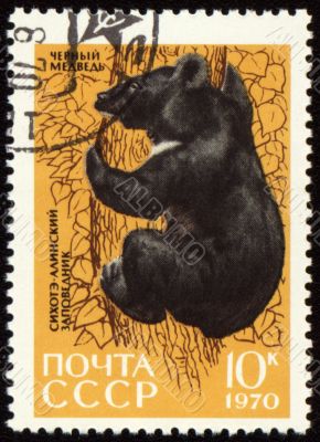 Black bear on post stamp