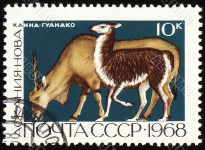 Antelope on post stamp