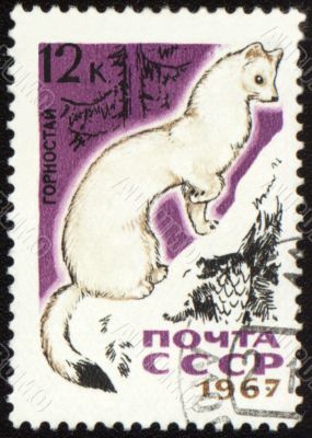 Ermine on post stamp Ermine on post stamp