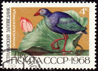 Sultan hen on post stamp
