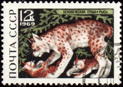 Lynx on post stamp
