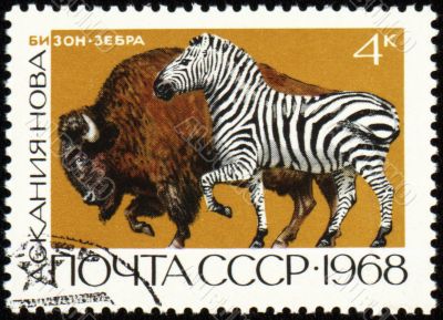 Zebra and bison on post stamp