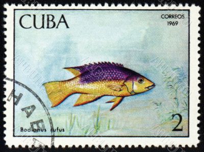 Fish Bodianus rufus on post stamp