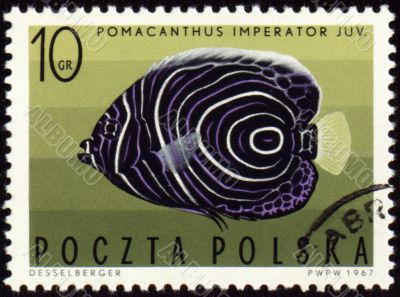 Imperial angelfish (Pomacanthus imperator) on post stamp