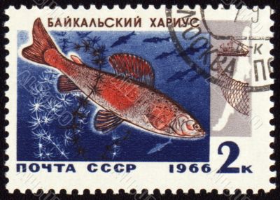 Baikal grayling on post stamp