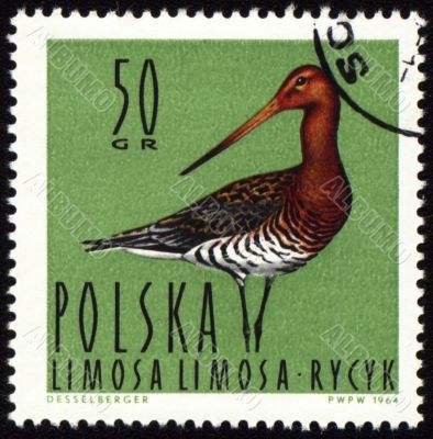 Black-tailed Godwit on post stamp