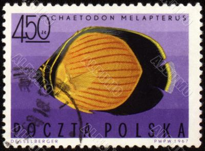 Black-eye butterflyfish (Chaetodon melapterus) on post stamp