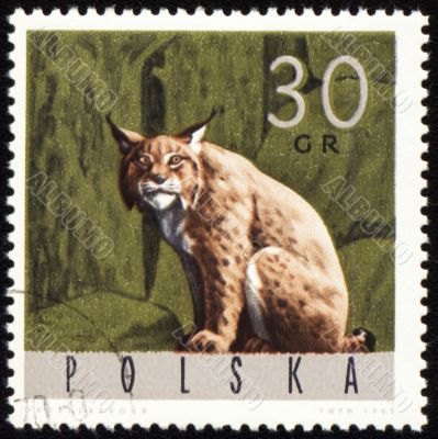 Lynx on post stamp