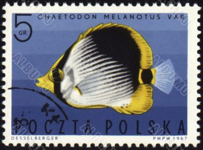 Striped Butterflyfish on post stamp