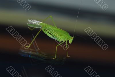 green grasshopper on glass